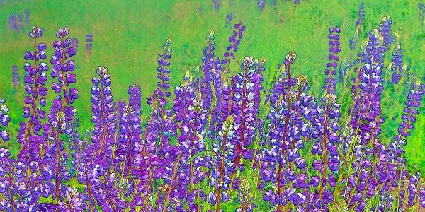 California-Redwood National Park Abstract of lupine flowers